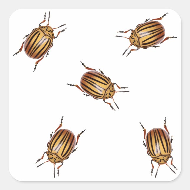 Kartoffelkäfer Quadratischer Aufkleber (Vorderseite)