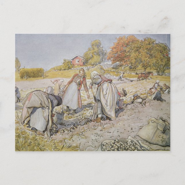 Kartoffeln, 1905 postkarte (Vorderseite)