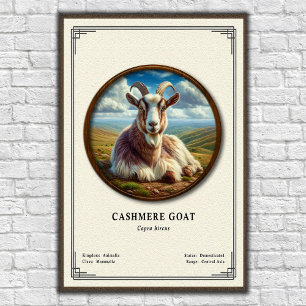 Kaschmirziege Zoologie Serie Poster