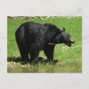 Kasha Bear 1 Postkarte