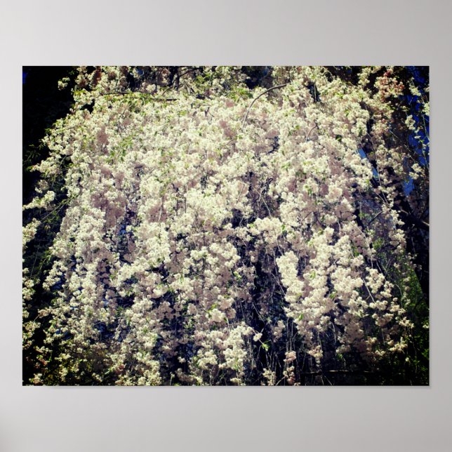 Kaskade der Blüten der Blume des weißen Frühlings Poster (Vorne)