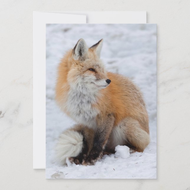 Kaskadierter Fox im Schnee Feiertagskarte (Vorderseite)