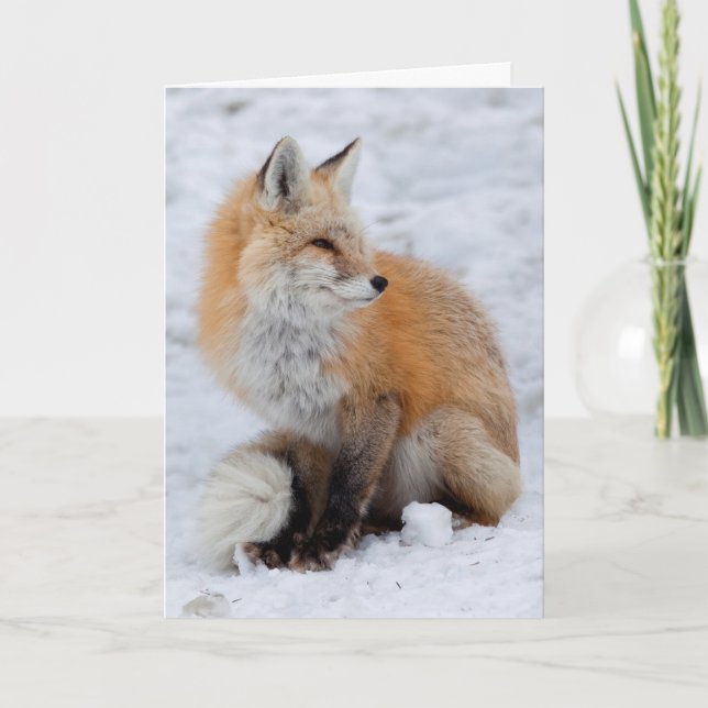Kaskadierter Fox im Schnee Feiertagskarte (Vorderseite)