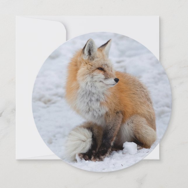Kaskadierter Fox im Schnee Feiertagskarte (Vorderseite)