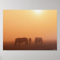 Kaspische Ponys grasen bei neugierigem Sonnenaufga