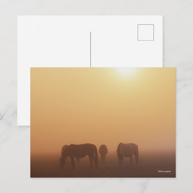 Kaspische Ponys grasen bei neugierigem Sonnenaufga Postkarte (Vorne/Hinten)