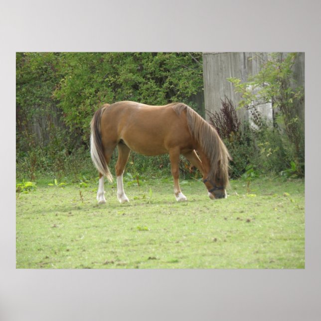 Kastanie Brown Horzing Poster (Vorne)