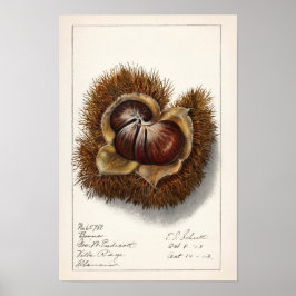 Kastanie (Castanea) Fruchtfarben Poster
