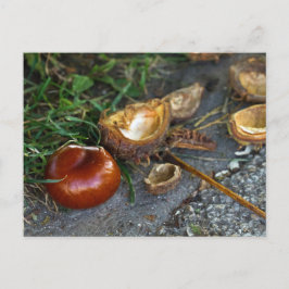 Kastanie (Conker): Herbst ist hier Postkarte