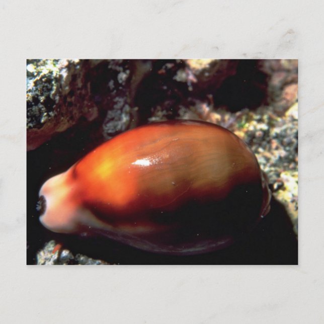 Kastanie (Cypraea spadicea) Muschel Postkarte (Vorderseite)