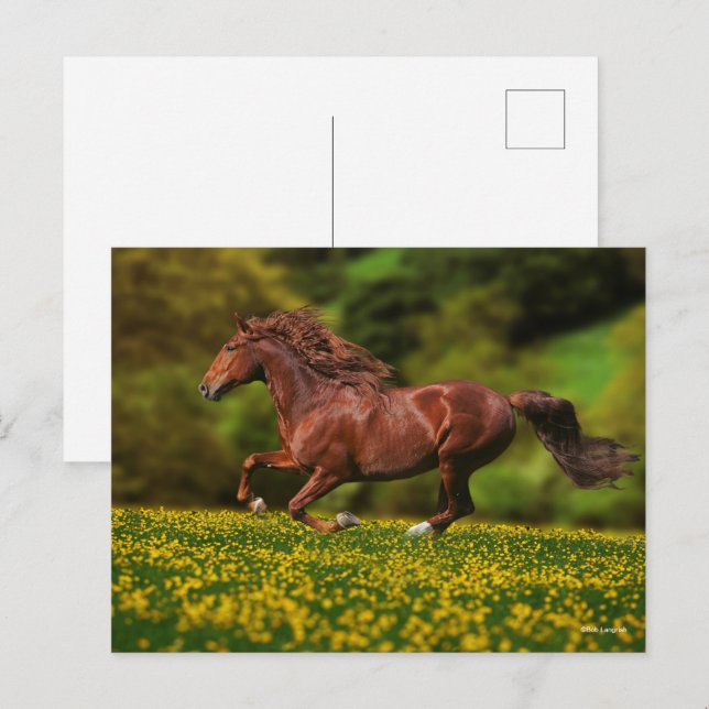 Kastanie Lusitano, die in Schmetterlingen läuft Postkarte (Vorne/Hinten)
