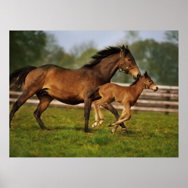 Kastanie-Mare & Foal Poster (Vorne)