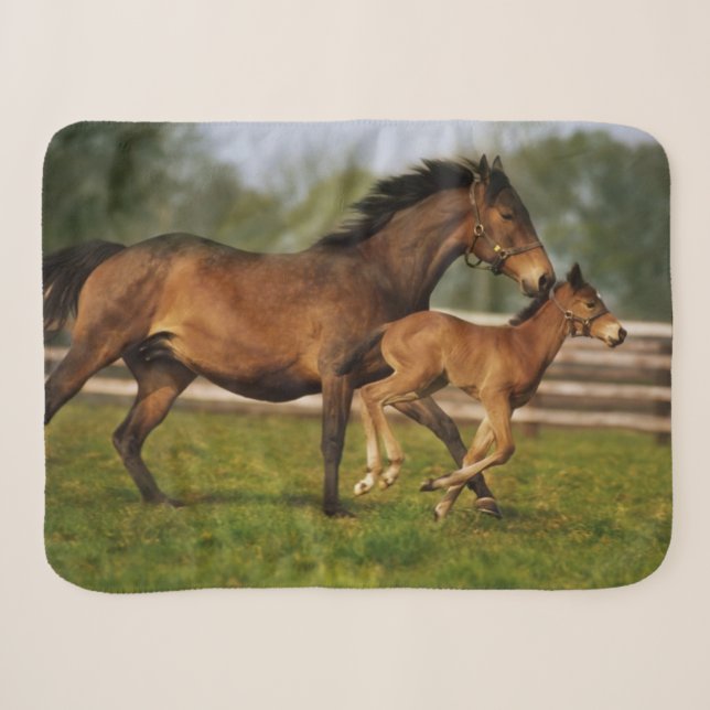 Kastanie-Mare & Foal Sherpadecke (Vorderseite (Horizontal))
