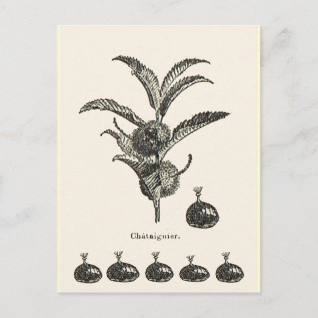 Kastanie Postkarte (Vorderseite)