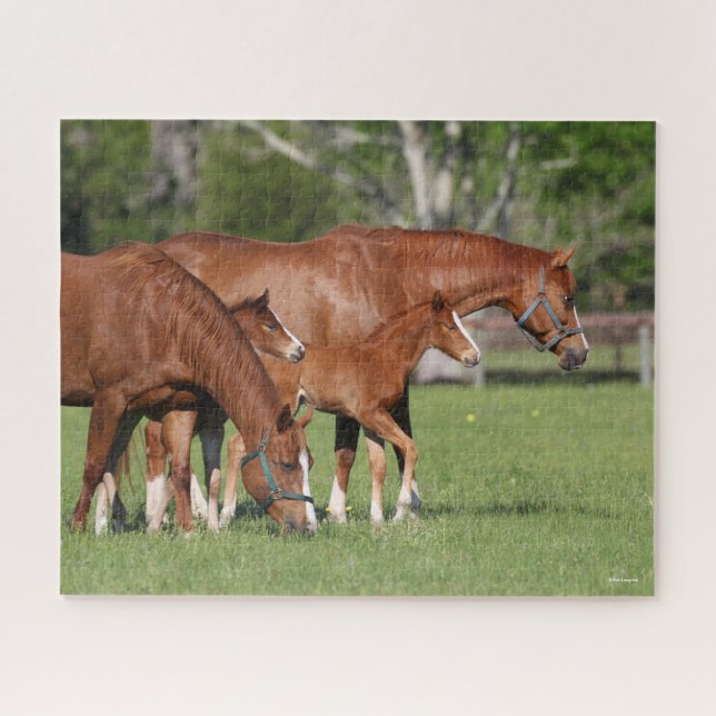 Kastanie Quarter Horse Mares and Foals (Horizontal)