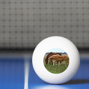 Kastanie und Palomino Foal, Tischtennisball