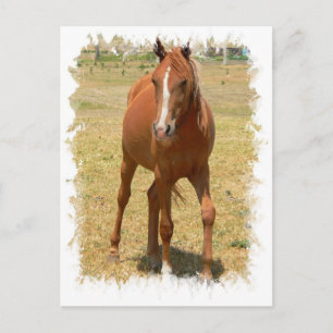 Kastanie Yearling Pferd Postkarte
