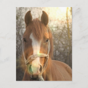 Kastanien Arabisches Pferd Postkarte
