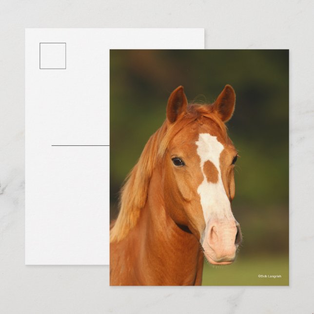 Kastanien Oldenburg Cross Welsh Headshot Postkarte (Vorne/Hinten)