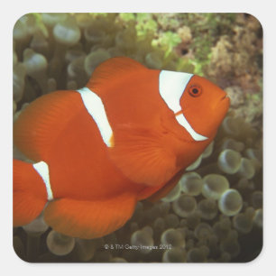 Kastanienbraune clownfish mit Seeanemone Quadratischer Aufkleber