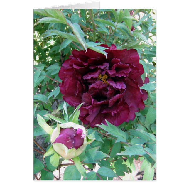 Kastanienbraune Pfingstrosen (Vorne)