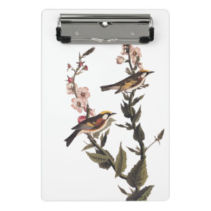 Kastaniengefiederter Audubon-Vogel auf Wildblume Mini Klemmbrett