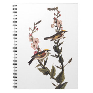 Kastaniengefiederter Audubon-Vogel auf Wildblume Notizblock