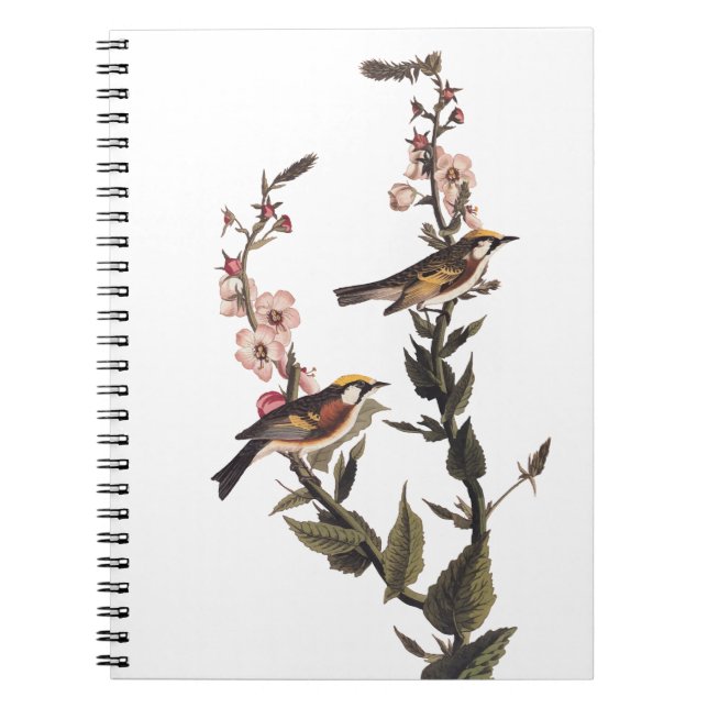 Kastaniengefiederter Audubon-Vogel auf Wildblume Notizblock (Vorderseite)