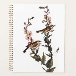 Kastaniengefiederter Audubon-Vogel auf Wildblume Planer