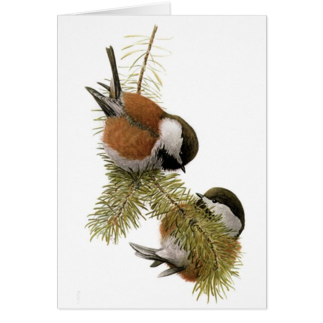 Kastaniengegarte Chickadee (Vorne)