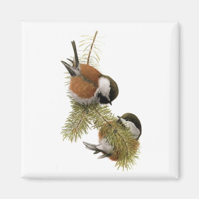 Kastaniengegarte Chickadee Magnet (Vorne)