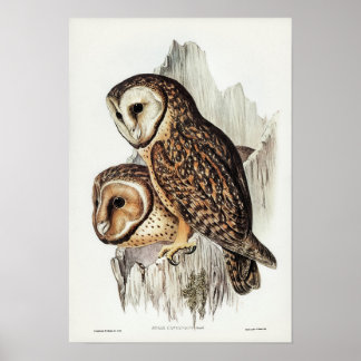 Kastanienhaie von Elizabeth Gould Poster