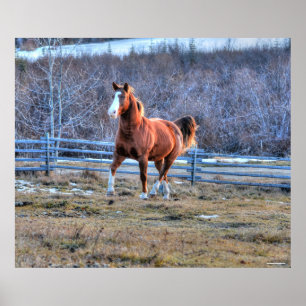 Kastanienhorse Trotup auf einem Foto Poster