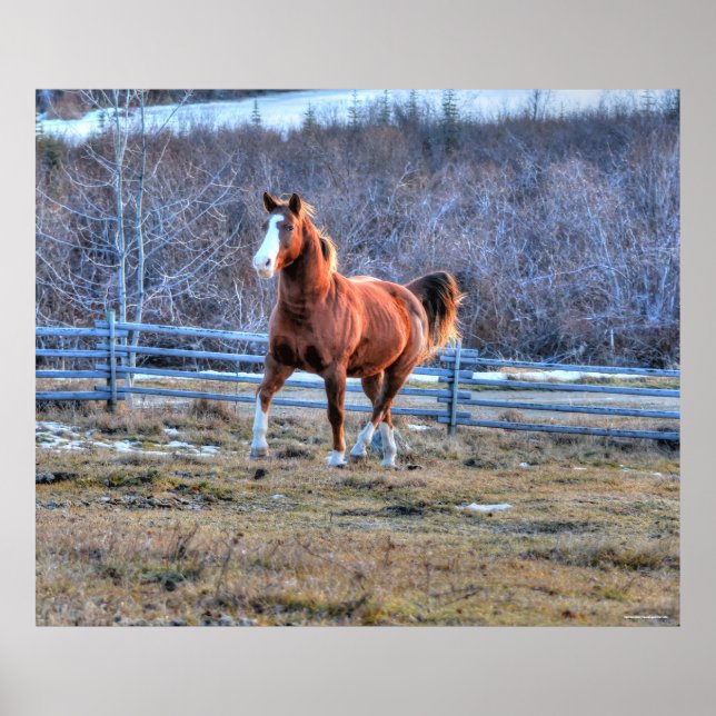 Kastanienhorse Trotup auf einem Foto Poster (Vorne)