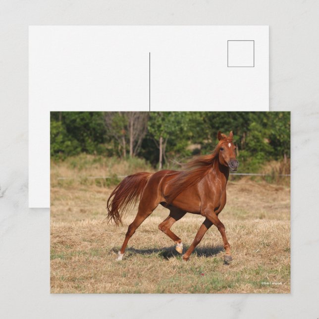 Kastanienmane und Schwanz fließen Postkarte (Vorne/Hinten)