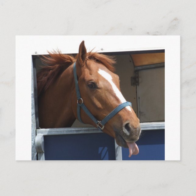 Kastanienpferd Postkarte (Vorderseite)