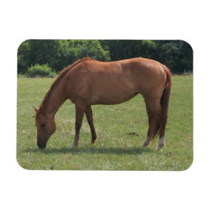 Kastanienpferd Weideland in einer grünen Weide Magnet