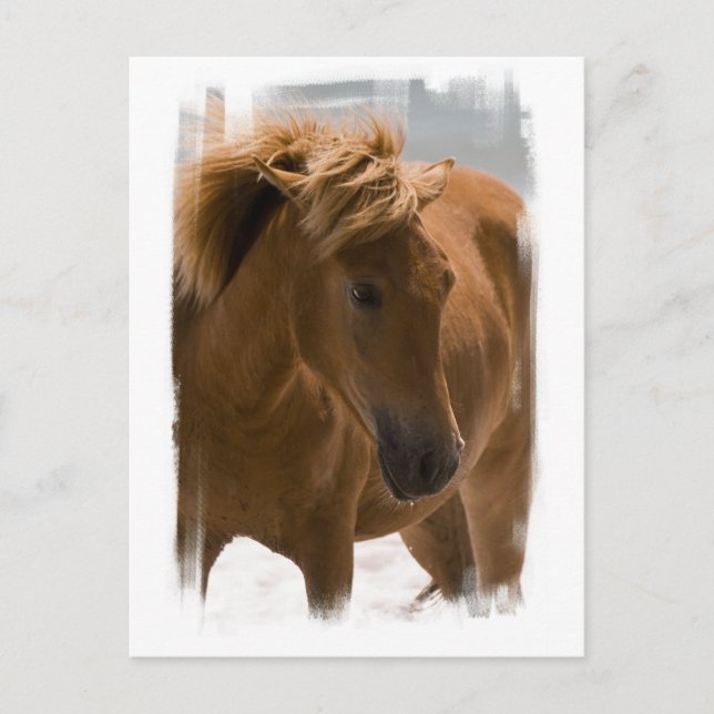 KastanienPferdedesign Postkarte (Vorderseite)