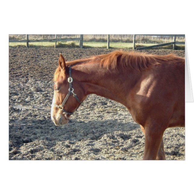 Kastanienroh-Liebe (Vorderseite (Horizontal))