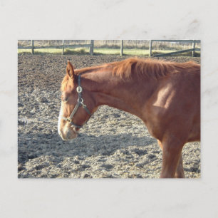 Kastanienroh-Liebe Postkarte