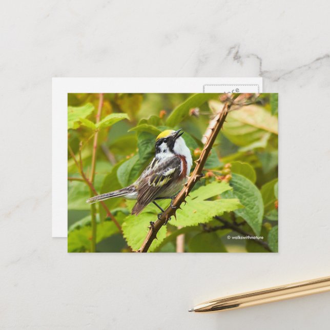 Kastaniensongbird auf einer Zweigstelle Postkarte (Vorderseite/Rückseite Beispiel)