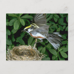 Kastanienweide auf Nest Postkarte