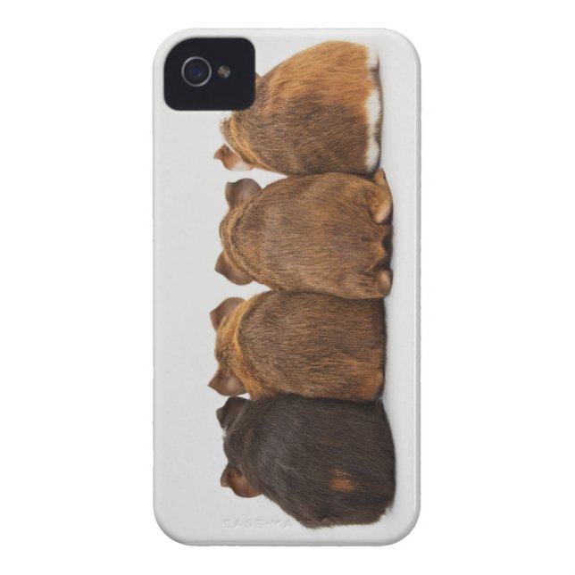 Kasten der Meerschweinchen-Hintern Iphone4 Case-Mate iPhone Hülle (Rückseite)