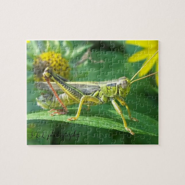 Kasten des Heuschrecken-Fotografie-Puzzlespiels (Horizontal)