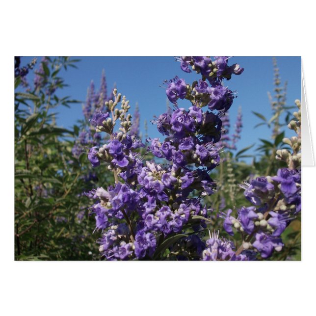 Kastenbaum Purple Flowers (Vorderseite (Horizontal))