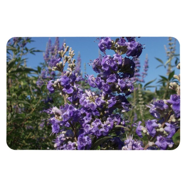 Kastenbaum Purple Flowers Magnet (Horizontal)