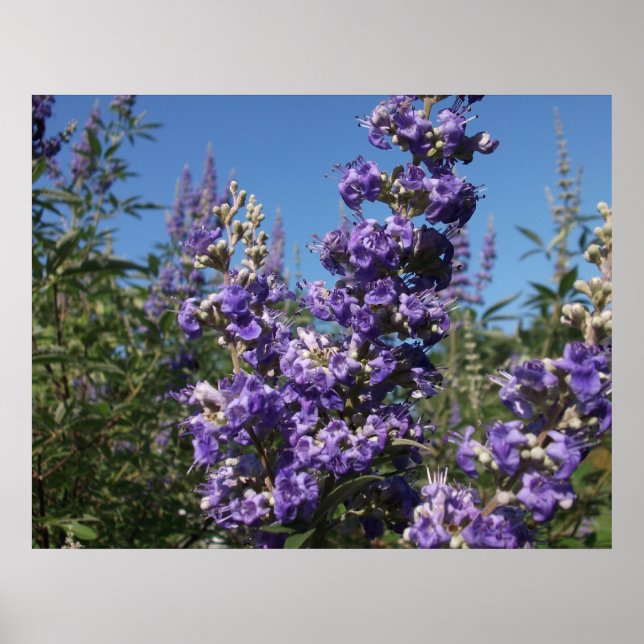 Kastenbaum Purple Flowers Poster (Vorne)