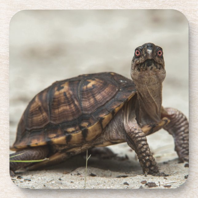 Kastenschildkröte Getränkeuntersetzer (Vorderseite)
