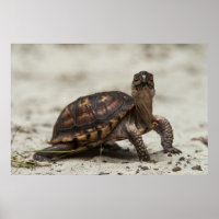 Kastenschildkröte