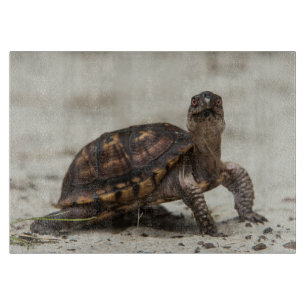 Kastenschildkröte Schneidebrett